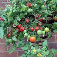 Feb 15, 2021 · the frequency with which you water a hanging basket will depend upon the time of year, its site and the type of plants installed. Hanging Basket Tomato Seeds Tumbling Tom Red