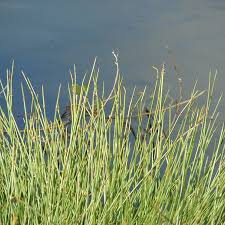 Image result for Cyperus laevigatus