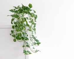 Le piante da interno sono la soluzione ideale per regalare alla vostra casa una ventata d'aria fresca. Piante Da Appartamento Crea La Tua Urban Jungle