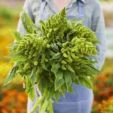 Image result for Amaranthus