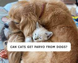 Can Cats Get Parvo From Dogs Vet Advice 2021 We Love Doodles