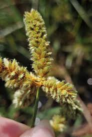 Image result for Cyperus alopecuroides