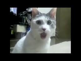 Funny Cat Talking And Singing Cats Compilation Youtube Funny Cat Fails Shocked Cat Cat Talk