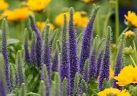 Für vollsonnige plätze im garten mit nährstoffarmer erde empfehlen sich genügsame trockenkünstler wie winterharte steingartenpflanzen, blühende präriegewächse oder alpine stauden. Stauden Blutenpracht Im Garten Living At Home