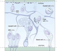 The main six classes are: Novel Cell Types Neurosecretory Cells And Body Plan Of The Early Diverging Metazoan Trichoplax Adhaerens Current Biology