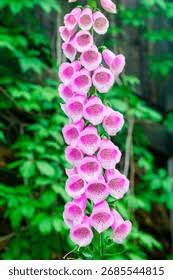 Image result for Plantaginaceae