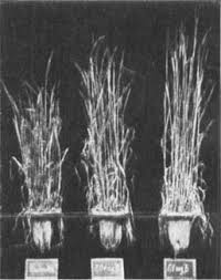 Die produkte enthalten natürliche inhaltsstoffe, die der pflanze und den pflanzen helfen, sich über und unter der erde zu ernähren. Https Onlinelibrary Wiley Com Doi Pdf 10 1002 Jpln 19400160305