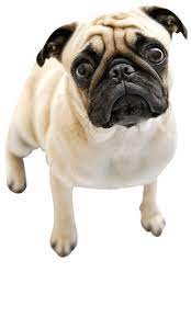 Check spelling or type a new query. Pug Training Temperament Health Trainpetdog