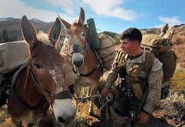 Клинт иствуд, брэдли купер, майкл пенья и др. The Virtues Of Stubbornness Mules At War Defense Media Network