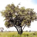 Image result for Baissea wulfhorstii