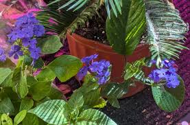 Image result for Eranthemum pulchellum