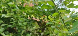 Image result for Phyllanthus pentandrus