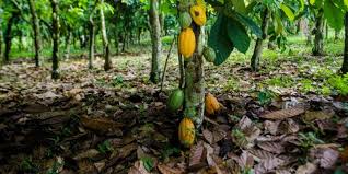 Photo about isolated african shekere, a percussive musical rattle made from a gourd and a net of beads. Ivory Coast Alertive And Interactive Map On Cocoa And Deforestation Afrik 21