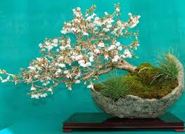 White Flower Cherry Blossom Bonsai Tree Moss And Grass Accents That Bowl Is Awesome Cherry Blossom Bonsai Tree Bonsai Tree Bonsai Nursery