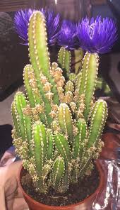 Christmas cacti are available in a wide array of colors including magenta, yellow, purple, white, pink, and orange. Fairy Castle Cactus Is It Rotting