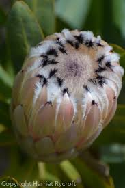 Image result for Protea argyrea