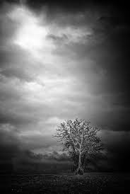 Black And White Background Landscape Epic Tree Still Epic Landscape Photography Black And White Tree Black And White Abstract
