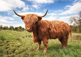 Scottish highlander cattle for sale. Scottish Highland Cow Trossachs Photograph By Grant Glendinning