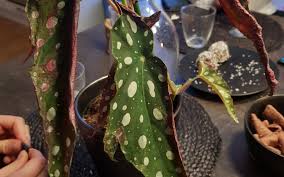 Image result for Brownleea maculata