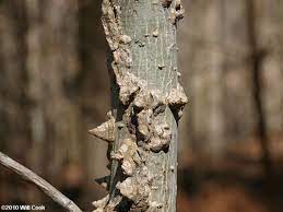 Maybe you would like to learn more about one of these? American Sweetgum Yale Nature Walk