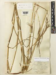 Image result for Hyparrhenia bracteata