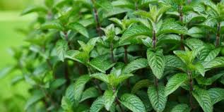 The mint family includes many common herbs, but as far as your kitty is concerned, it only needs one: Can Cats Eat Mint Is It Safe Or Poisonous Pet Care Advisors