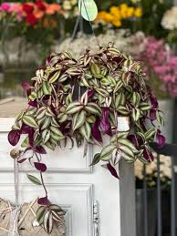 Image result for Tradescantia zebrina