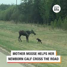 Mother Moose and Newborn Calf Cross Road | road, Alces alces | This is adorable! 😍 | By Lessons Learned In Life | Facebook