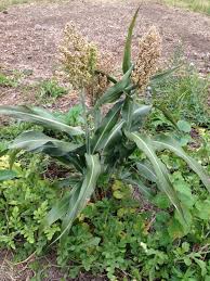 Image result for Sorghum bicolor