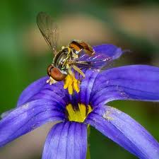 Image result for Syncolostemon sp. nov. aff. teucriifolius