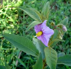 Image result for Solanum campylacanthum 'incanum type'