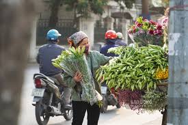 Hoa loa kèn trắng phố hà nội. Hoa Loa Ken Rá»¥c Rá»‹ch Len Phá»' Ha Ná»™i Tin Tá»©c Má»›i Nháº¥t 24h Ä'á»c Bao Lao Ä'á»™ng Online Laodong Vn