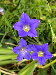 Image result for Wahlenbergia capitata