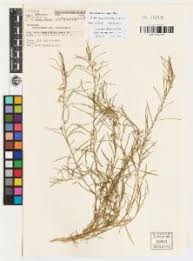 Image result for Afrohybanthus enneaspermus