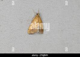 Image result for Evergestis limbata