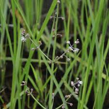 Image result for Burnatia enneandra