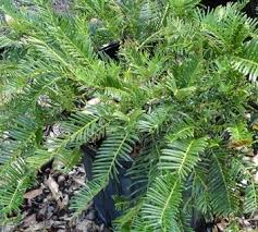 Image result for Polycarpaea prostratum