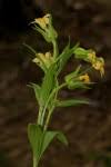 Image result for Exochaenium platypterum