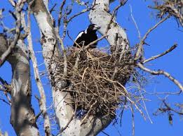 Even before lockdown we were fast outgrowing forest lane lodge. Australian Magpie Facts Habitat Diet Life Cycle Baby Pictures