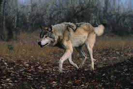 1898 : LE DERNIER LOUP BRETON