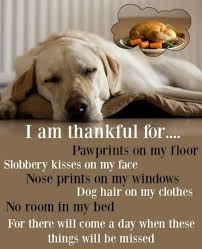 30 Best Images About Yellow Labs Dogs Dog Quotes I Love Dogs