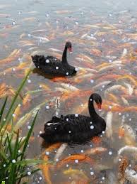 Bird Is The Word Gif Https Encrypted Tbn0 Gstatic Com Images Q Tbn 3aand9gcq0csa4pcfss 2lryybub93jvzowpydyik9 Q Usqp Cau