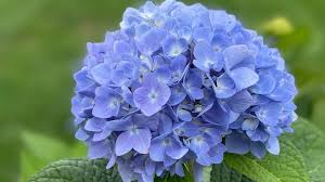 Image result for Hydrangea