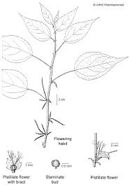 Image result for Acalypha brachystachya