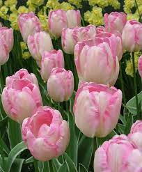 Tulip New Design Triumph Tulips Tulips Flower Bulb Index Tulips Flowers Tulips Garden Bulb Flowers