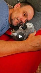 Mittelspecht (Forum für Naturfotografen)