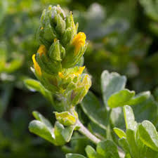 Image result for Melolobium microphyllum