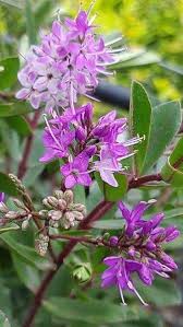 Image result for shrubby veronica hebe