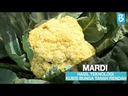 Rabu, 24 juli 2019 add comment edit. Mardi Hasil Teknologi Kubis Bunga Tanah Rendah Youtube
