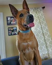 Who is the grey dog in scooby doo dog / scoobert scooby doo🐕🏃‍♂️🏃‍♀️👻🚙🔎 on twitter | scooby dog, cute animals, scooby doo dog. 24 Scooby Doo Lookalikes Just In Time For The Show S 50 Year Anniversary Bored Panda